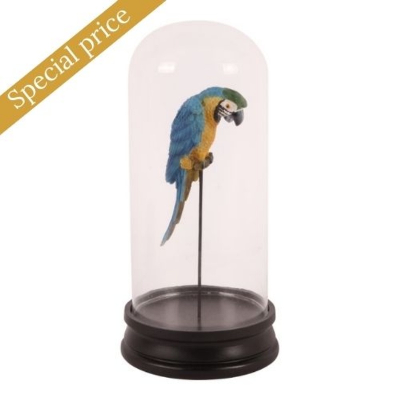 Fig. papegaai met stolp